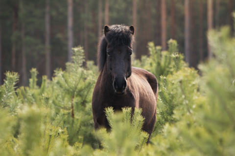 Isländer zwischen Nadelbäumen